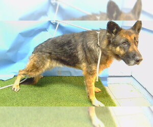 German Shepherd Dog Dogs for adoption in Downey, CA, USA