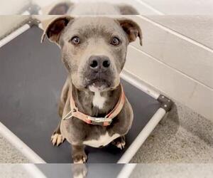 American Pit Bull Terrier-Unknown Mix Dogs for adoption in Houston, TX, USA