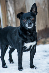 Medium Photo #1 Jug Puppy For Sale in Anchorage, AK, USA