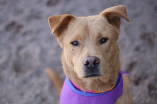View Ad American Pit Bull Terrier Golden Retriever Mix Dog For Adoption Near Colorado Littleton Usa Adn 731606