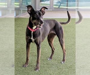 Doberman Pinscher-Unknown Mix Dogs for adoption in San Martin, CA, USA