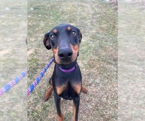 Doberman Pinscher Dogs for adoption in Park Falls, WI, USA