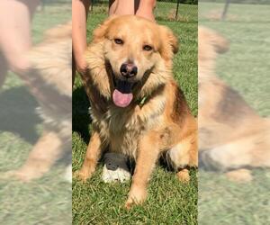 Australian Retriever Dogs for adoption in Fredericksburg, VA, USA