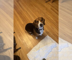 Beagle Dogs for adoption in Clinton , MI, USA