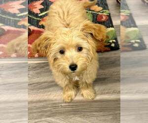 Goldendoodle (Miniature) Dogs for adoption in Lee's Summit, MO, USA