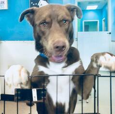 Chocolate Labrador retriever-Doberman Pinscher Mix Dogs for adoption in Smithfield, NC, USA