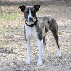 Mountain Cur-Unknown Mix Dogs for adoption in Inverness, FL, USA
