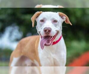 American Staffordshire Terrier Dogs for adoption in Waco, TX, USA