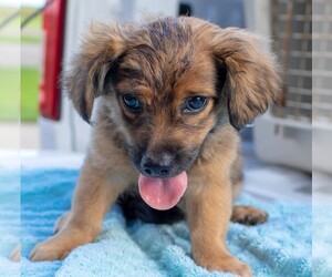 Mutt Dogs for adoption in Missouri City, TX, USA