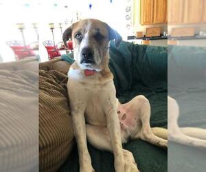 Mutt Dogs for adoption in Buckeye, AZ, USA