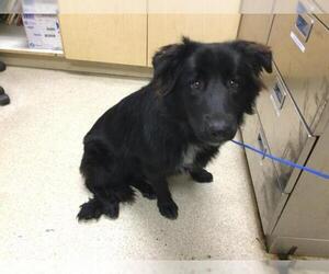 German Shepherd Dog-Unknown Mix Dogs for adoption in Riverside, CA, USA
