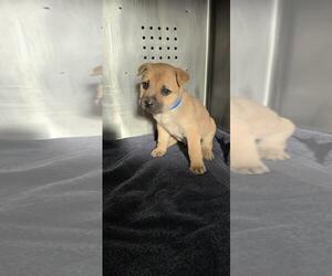 German Shepherd Dog-Unknown Mix Dogs for adoption in Rancho Cucamonga, CA, USA