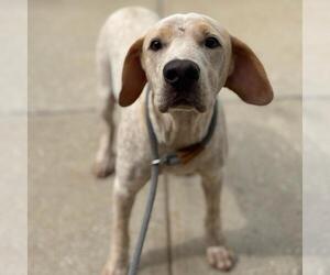 Mutt Dogs for adoption in Texas City, TX, USA