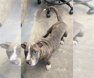 American Staffordshire Terrier Dogs for adoption in Tallahassee, FL, USA