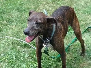 Italian Greyhound Dogs for adoption in Tonawanda , NY, USA