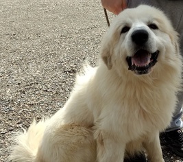 Great Pyrenees Dogs for adoption in Pittsfield, MA, USA