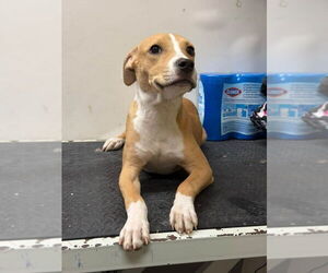 American Pit Bull Terrier-Unknown Mix Dogs for adoption in Brooklyn, NY, USA