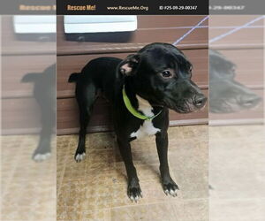 American Pit Bull Terrier-Labrador Retriever Mix Dogs for adoption in Benton, PA, USA