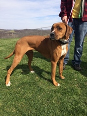 Medium Photo #1 Boxer-Unknown Mix Puppy For Sale in Sistersville, WV, USA