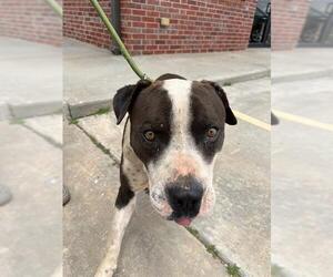 American Pit Bull Terrier-Unknown Mix Dogs for adoption in Oklahoma City, OK, USA