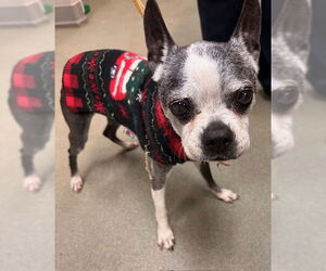 Boston Terrier Dogs for adoption in Little Elm, TX, USA