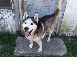 Alaskan Husky Dogs for adoption in Iroquois, IL, USA