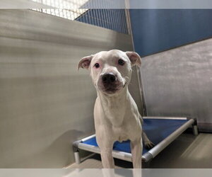 Mutt Dogs for adoption in Bakersfield, CA, USA