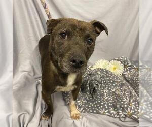 Chihuahua-Unknown Mix Dogs for adoption in Modesto, CA, USA