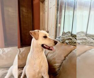 Labrador Retriever Dogs for adoption in Madison, AL, USA