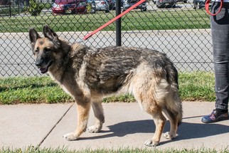 Medium Photo #1 German Shepherd Dog-Unknown Mix Puppy For Sale in Bridgewater, NJ, USA