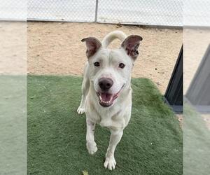 American Staffordshire Terrier-Unknown Mix Dogs for adoption in HESPERIA, CA, USA