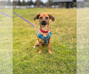 Dachshund-Unknown Mix Dogs for adoption in Arlington, WA, USA