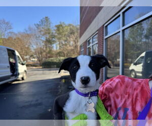 American Staffordshire Terrier-Labrador Retriever Mix Dogs for adoption in Holly Springs, NC, USA