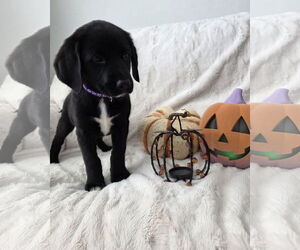 Border-Aussie Dogs for adoption in MIDWAY, UT, USA