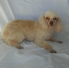 Poodle (Toy) Dogs for adoption in Pompano Bch, FL, USA