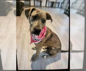 Great Dane-Unknown Mix Dogs for adoption in San Antonio, TX, USA