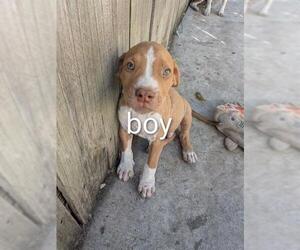 American Staffordshire Terrier-Unknown Mix Dogs for adoption in San Antonio, TX, USA