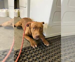 American Pit Bull Terrier Dogs for adoption in Stockton, CA, USA