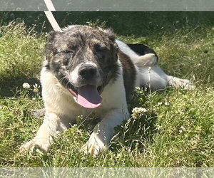 Australian Shepherd-Unknown Mix Dogs for adoption in Wetumpka, AL, USA