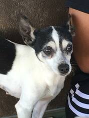 Rat Terrier Dogs for adoption in Pacolet, SC, USA