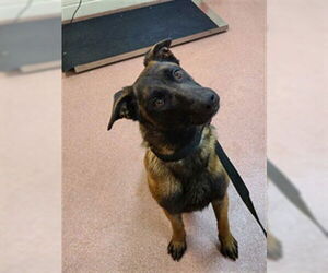 Mutt Dogs for adoption in Ogden, UT, USA