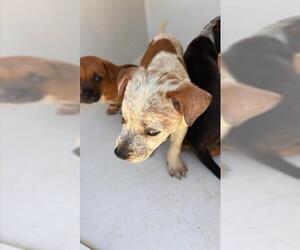 Catahoula Leopard Dog Dogs for adoption in Houston, TX, USA