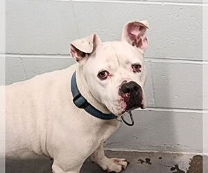 American Bulldog-Unknown Mix Dogs for adoption in Tavares, FL, USA