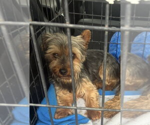 Mutt Dogs for adoption in Pottstown, PA, USA