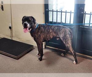 Mastiff-Unknown Mix Dogs for adoption in Pasadena, CA, USA