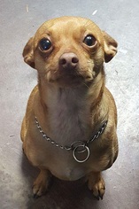 Miniature Pinscher Dogs for adoption in Battle Ground, WA, USA