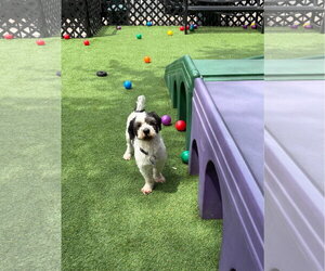 Shih Tzu Dogs for adoption in Oakhurst, NJ, USA