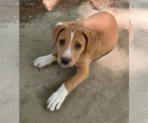 Labrador Retriever-Unknown Mix Dogs for adoption in SHERBURNE, NY, USA