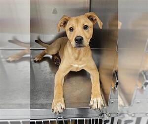 Labrador Retriever-Unknown Mix Dogs for adoption in Fayetteville, NC, USA