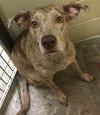 Catahoula Leopard Dog Dogs for adoption in Little Elm, TX, USA